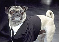 Frank the Pug - Men in Black