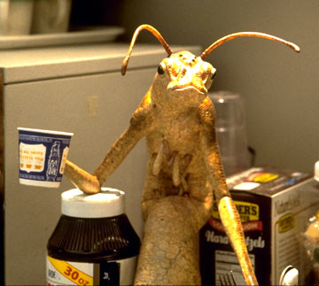 bugcup